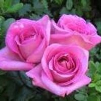 Ms. Poetry In Motion (@_lessonsoflife) 's Twitter Profile