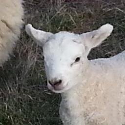 Biodynamic lamb farmers with a difference.  Award winning sustainable farmers Producing Demeter grass fed Texel lambs for Canberra & Sydney.  Vince Heffernan