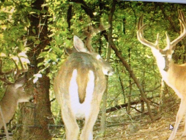 BrassBalls4's profile picture. 