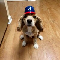 Shannan Edwards (@shannanmedwards) 's Twitter Profile