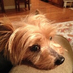just a dog