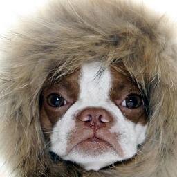 Do you love boston terrier? So do I!