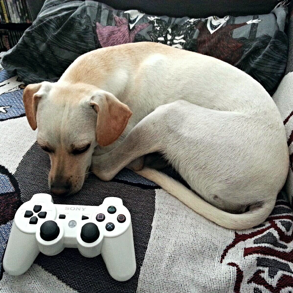 GunslingerXIX's profile picture. 10 Burritos Remaining.
He/they.