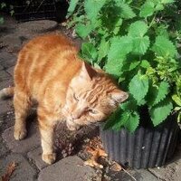 Schuster (@gingerwhine) 's Twitter Profile