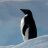 pin_penguinのアイコン