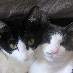2匹のねこの下僕をしながら、ダーツやったり、サバゲやったり、モンハンNOWのハンターやったり、ポケGOトレーナーやったり、Enlightendのエージェントやったりしてます。