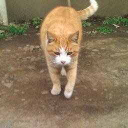 azarasigasuki's profile picture. 怠け者、片付けられない、アスペルガー症候群、数年前に自宅で父を看取ったがまだ生きているような気がしている、猫・漫画・青空が好き、仕事依存だったので停年退職後体調不良が続く。元気になりたい。あと何年生きるのだろう。死ぬまでに何が出来るのだろう。https://t.co/dCkLOtz1fx