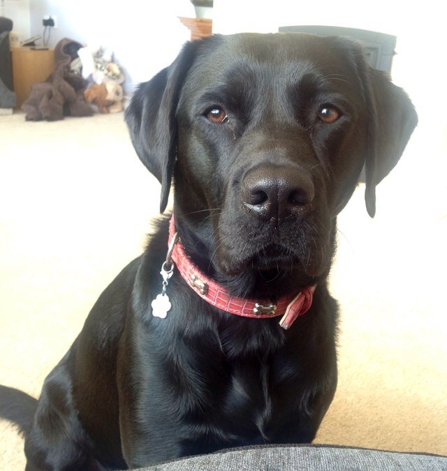 Born 17th Nov 2011 - I live on a farm with the 2 humans, The 3 cats - Tilly, Tara and Tia. I love walks and going to the pub.