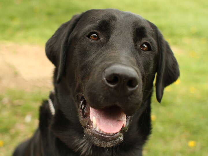 Toby, Wakefield's very own canine cultural commentator. I love going to and reporting on cultural activities all round the country, but especially in Wakefield!