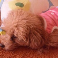 もかちゃん (@mokachan1013) 's Twitter Profile