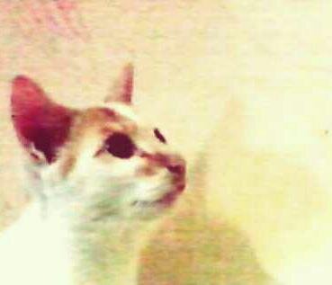 Hai.. Aku si Kucing yang Lucu.. ^_^|Panggil saja Aku Cumcum..|Official @CumcumID