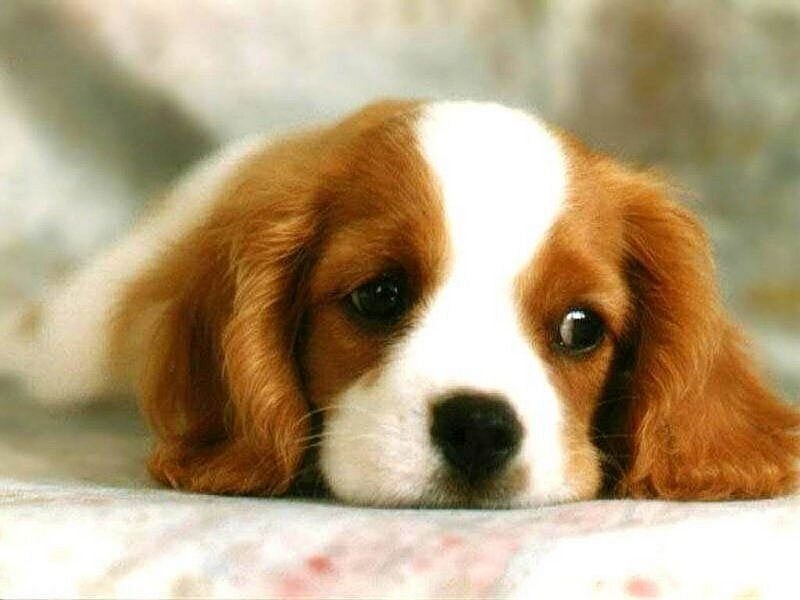 Site web les animaux!!#drole#mignon#cool