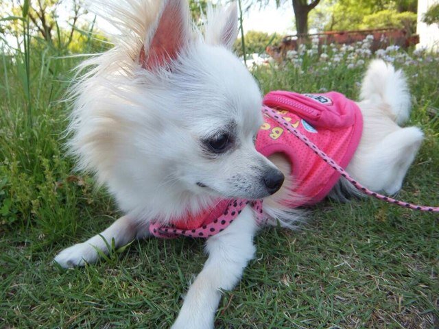 ♡らぶチワワ♡可愛すぎるやろ~(♡ˊ艸ˋ)♬*