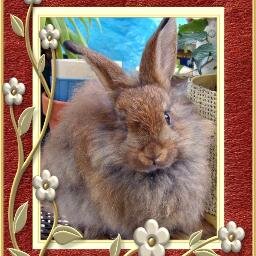 enchantedwheel's profile picture. Self-employed, fiber artist, astrologer