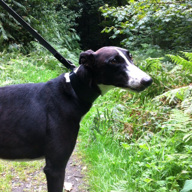 Retired Greyhound learning to live with Widdershins the cat & Walter the rat.
