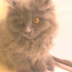 Thxithzpockets's profile picture. Writer. Geek. Dog owner. 4th grade class president '93. Connoisseur of cheesy television.