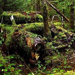 Lugares y objetos abandonados y engullidos por la naturaleza rodeados de misterio e historia