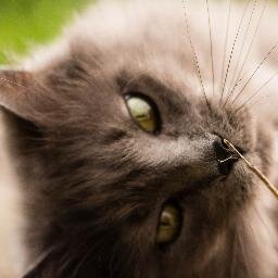 Max_the_Cat__'s profile picture. 