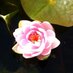 Rhonda Carter (@grandmagarden) Twitter profile photo