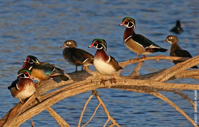 We are a new hunting group out that hunt from Kentucky to Missouri. Follow us as we chase Geese to Deer.#Hunting #Waterfowl #Outdoors