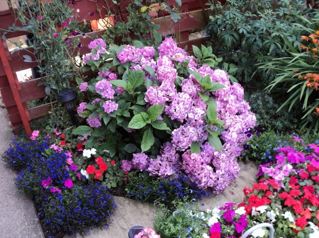 ThompsJanet's profile picture. music