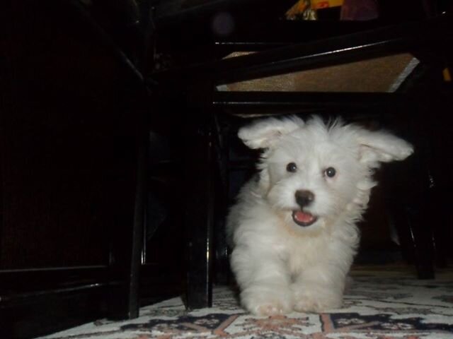 Kpsss3's profile picture. Ödül Maması Delisi , Pirzola Sever , Battaniyesi Aşkıdır , Uyumayı Sever , Gezmeyi ve Dolaşmak için Aklını Yerr :)