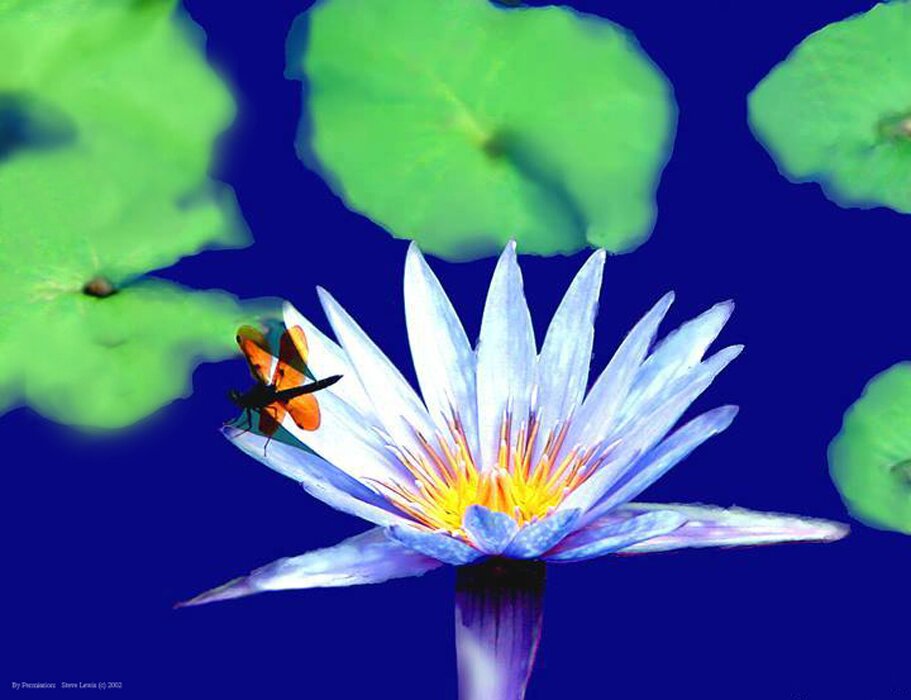 Lotus Education Institute - 500 hr Professional Massage Therapy Certification program, state approved, hybrid (f2f and online), licensed / bonded, 6 months