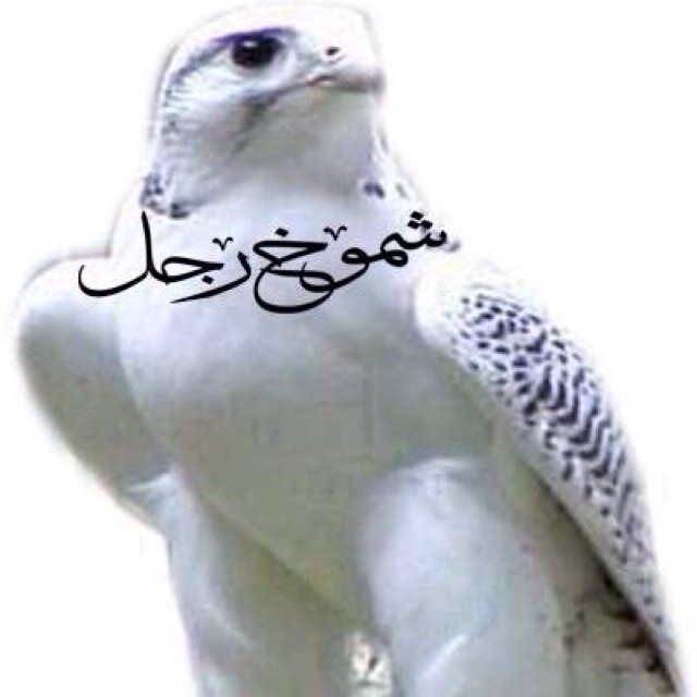 rrakoon_'s profile picture. 