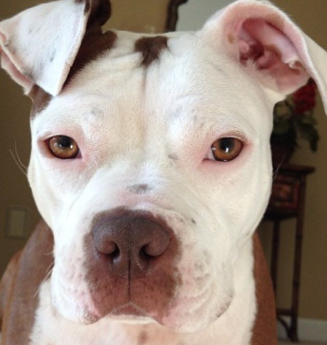 Jen_ben71's profile picture. wife,mom, grandmom and dog mom. Give a dog a second chance, rescue.