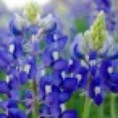 ❤ Follow @bluebonnetlove for our total Bluebonnet Love experience ❤ Texas Bluebonnet Sightings Reports for the Austin, TX region