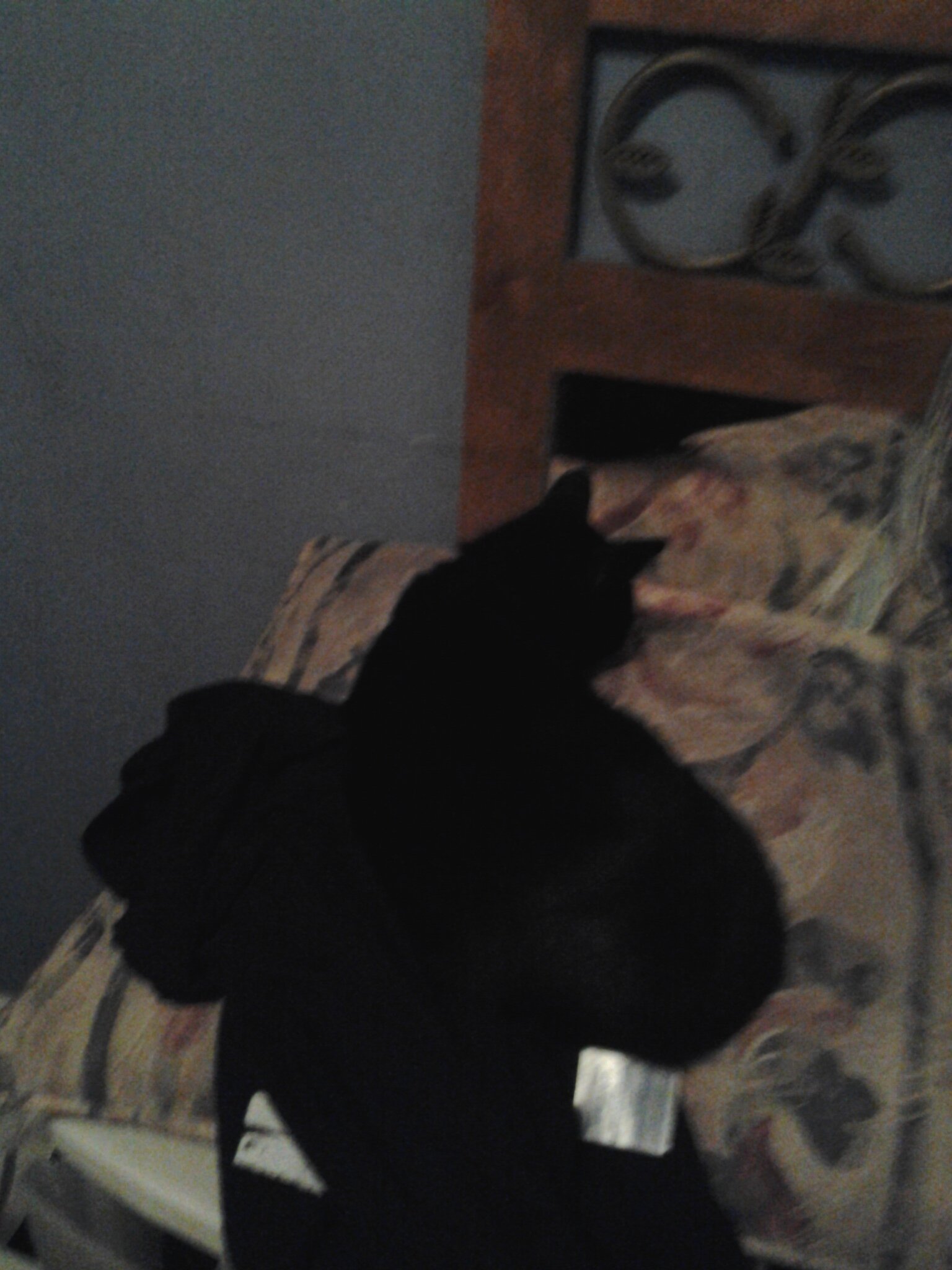 dogwithablog56's profile picture. 