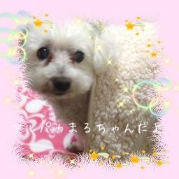 19歳と2か月のトイプードル飼ってました。今は4歳と1歳のトイプードルと一緒に暮らしてます。