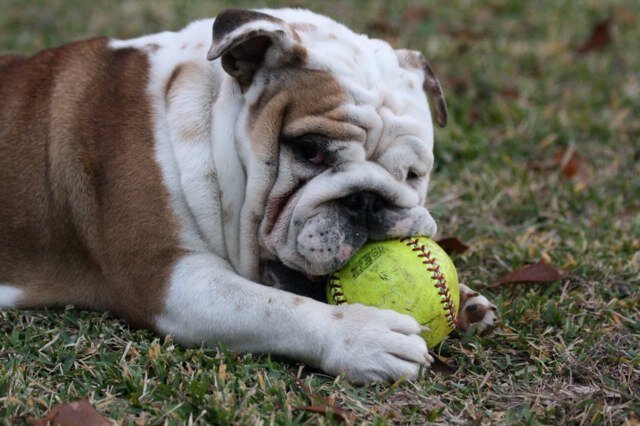 The offical twitter page of the Royse City HS Softball team! Follow for updates, team travel, games & more!