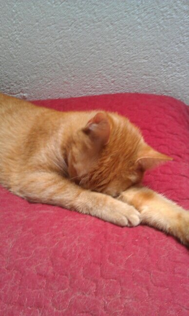 Dorfgarten's profile picture. 