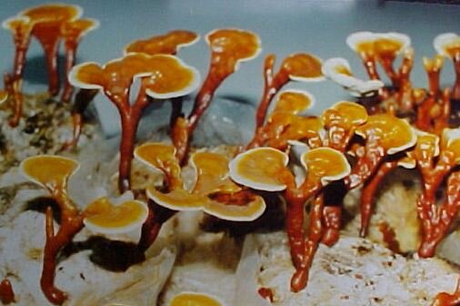 A mushroom Scientist-- Ganoderma man