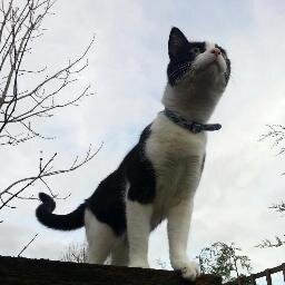 ZakTheCat_'s profile picture. 
