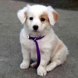 pavani_gmail's profile picture. 