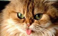 toniharton Profile Picture