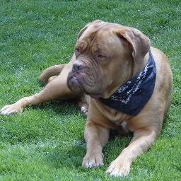 Gorgeous DdB 2 years old. Always having to put up with foster Dogues!!! Supporter of @DDBWelfareUK