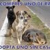 Comportamiento animal (@comporanimal) Twitter profile photo