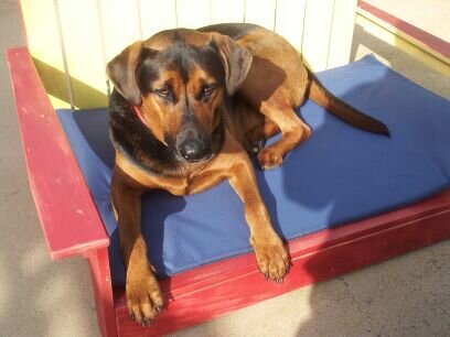 ernie_the_dog's profile picture. I'm a dog living in my best doggo life. I mainly tweet about dog friendly things in San Diego using #dogfriendlysd Best bud @Wuhpappels