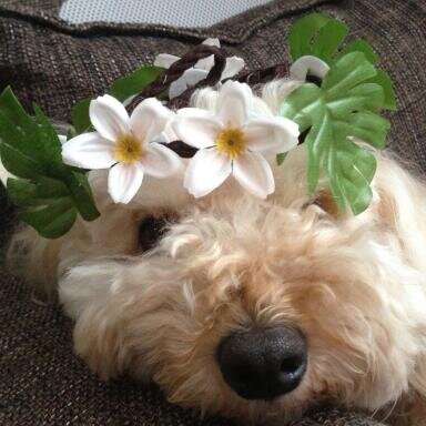 bell__chan's profile picture. 