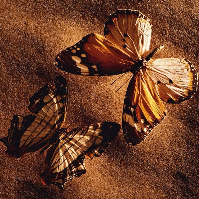 C1ndyAle's profile picture. 