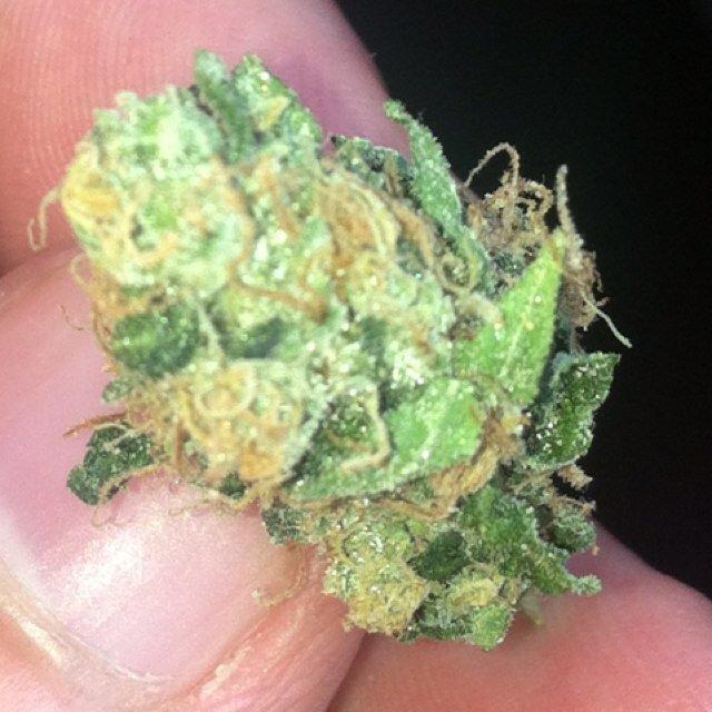 Why stress about life when you can just roll one up.. #StayFaded #StayFly