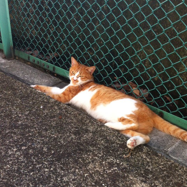 ご飯食べに行くのが好き。猫と遊ぶのも好き。 可愛いい女の子が好き。