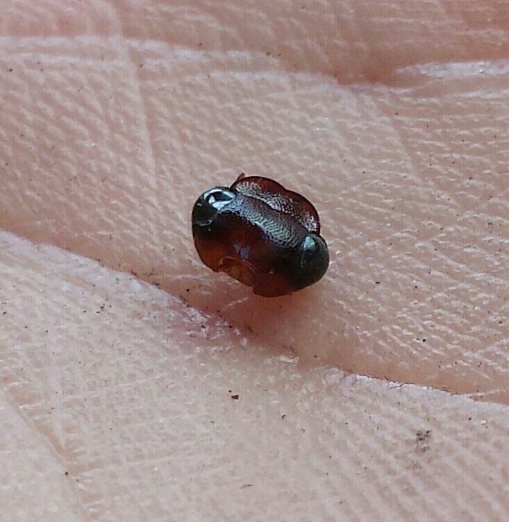 QuixobixFeather's profile picture. Doctor of the eggwash everglades