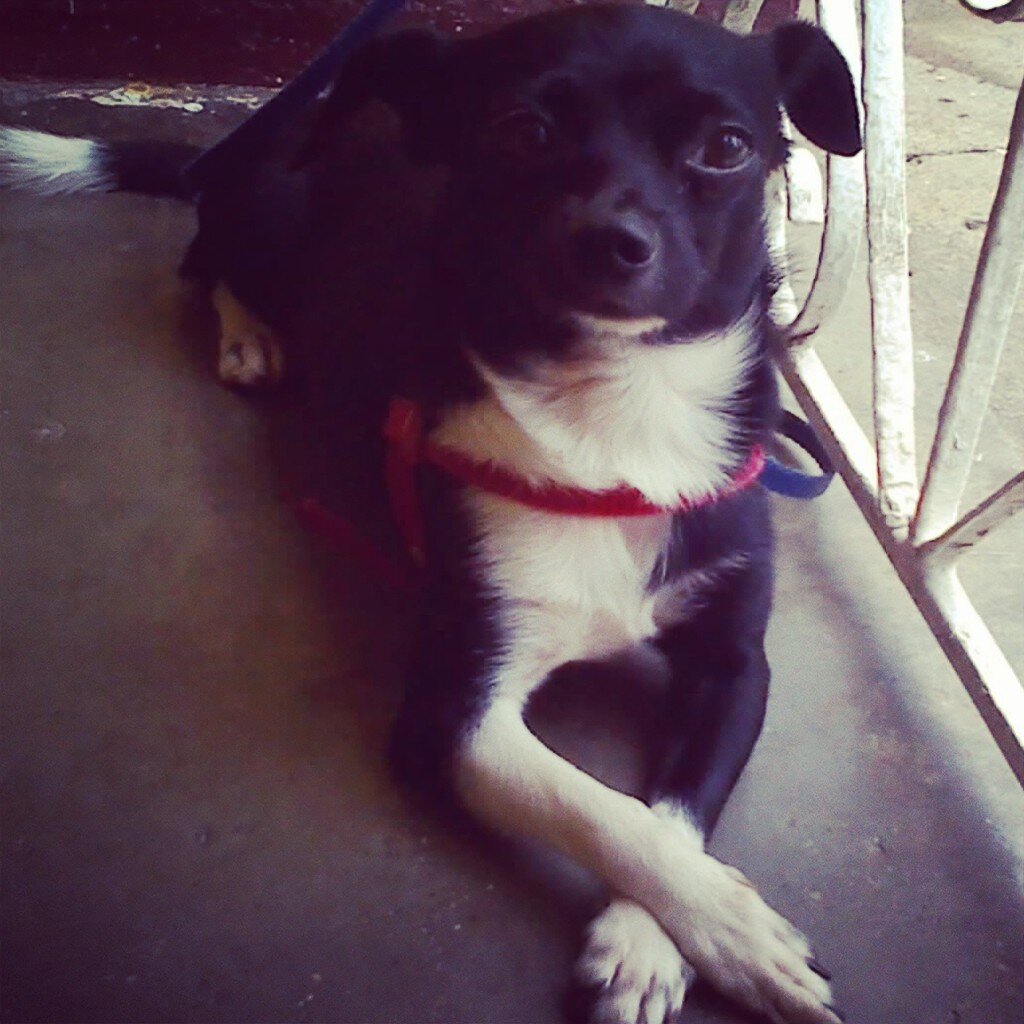 Follow Me For Instagram Insta_Keby_puppy