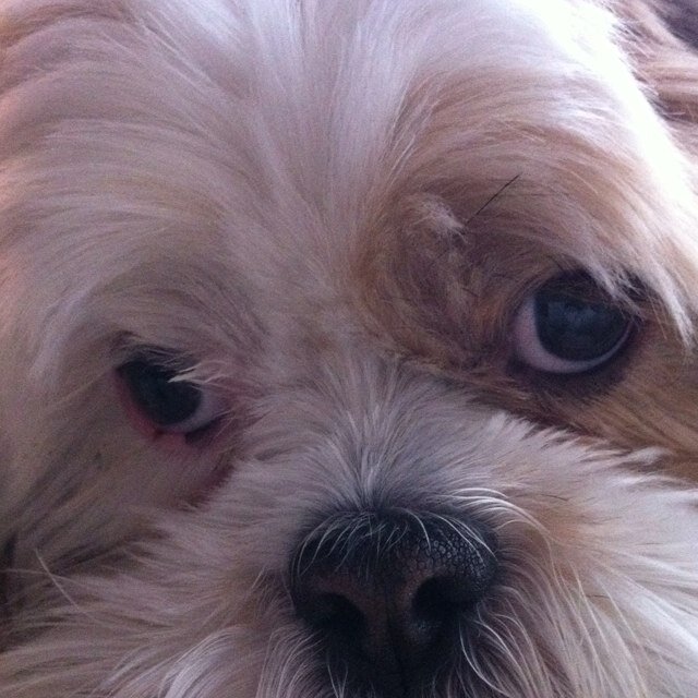 HReflectionsSC's profile picture. Home Reflections is where you visit me, Ziggy. I work hard greeting all of you when you come to buy Vera Bradley, Jewelry, Leather bags and so many nice gifts.