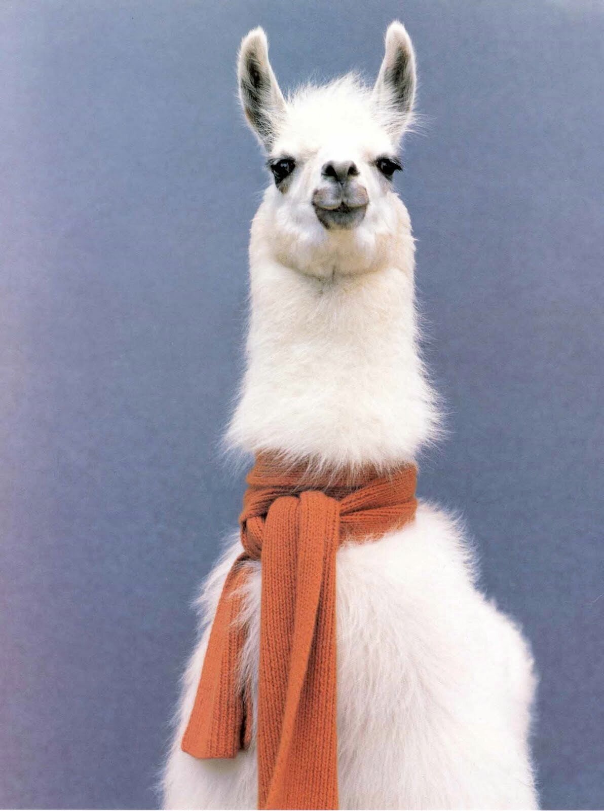 majestic llama majesticllama7 twitter