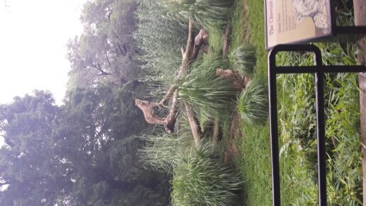 davismusashi85's profile picture. Loves languages,Swimming and Reading